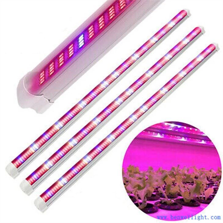 Eine billige Wachstumslampe