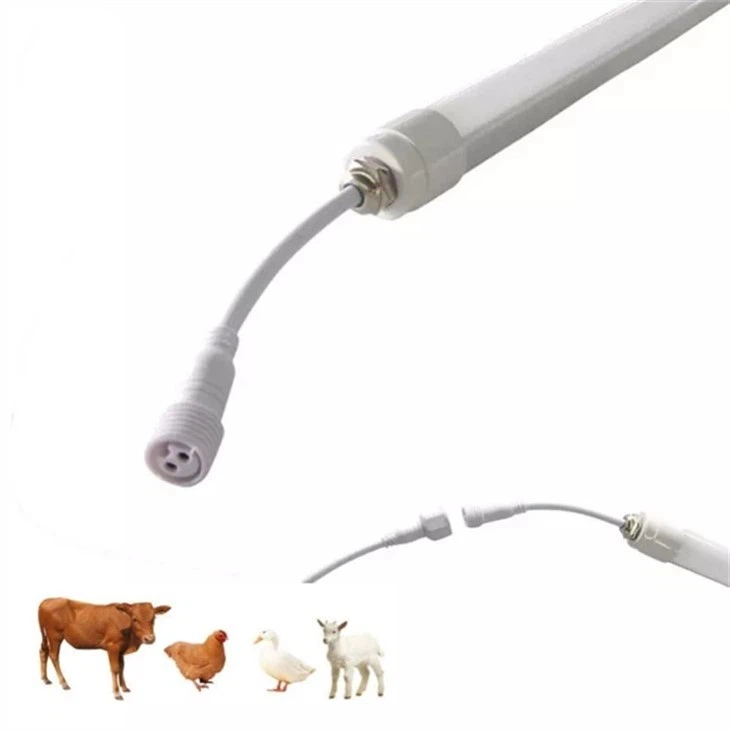 Viehlampe